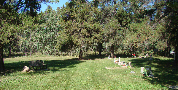 Open area with a bench under a large pine tree.