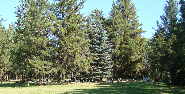 Beautiful spruce trees and pine trees at the cemetery.